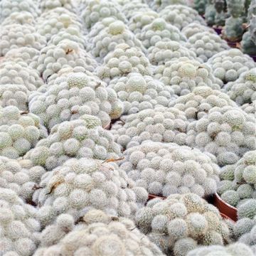 Sulcorebutia 'Sunrise'