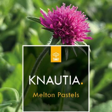 Knautia macedonica 'Melton Pastels'