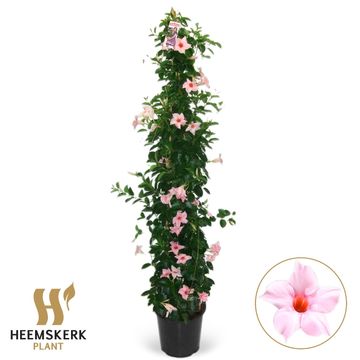 Mandevilla SUMMERSTAR PINK MAGIC
