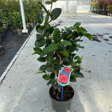 Camellia japonica 'Curly Lady'