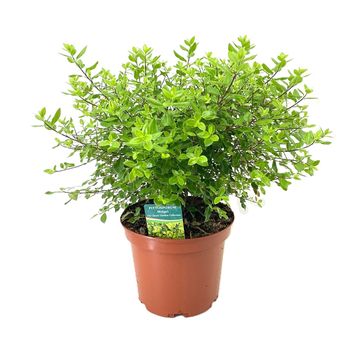 Pittosporum tenuifolium 'Midget'