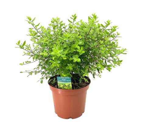 Pittosporum tenuifolium 'Midget'