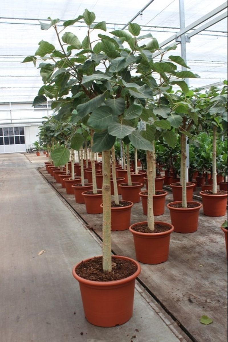 Ficus auriculata 'Everest' — Plant Wholesale FlorAccess