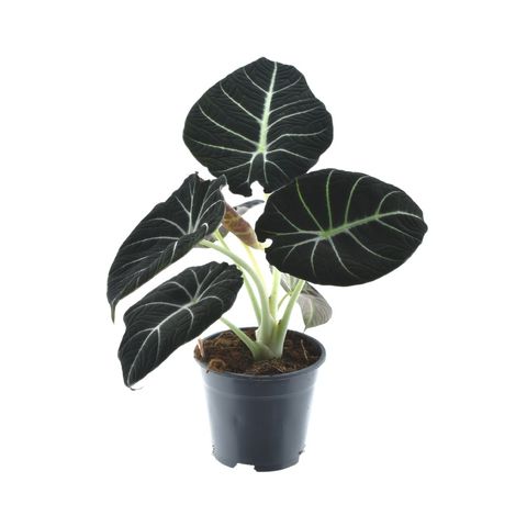 Алоказія 'Black Velvet'