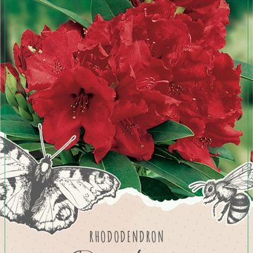 Rhododendron 'Red Jack'