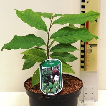 Asimina triloba