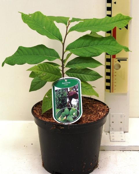 Asimina triloba