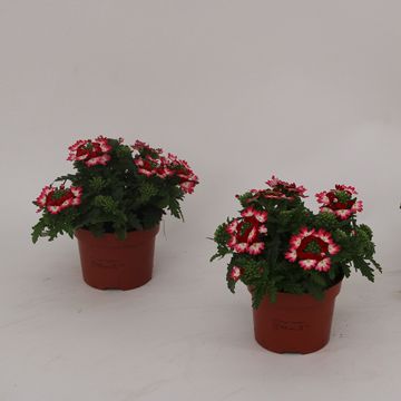 Glandularia LANAI PINK TWISTER