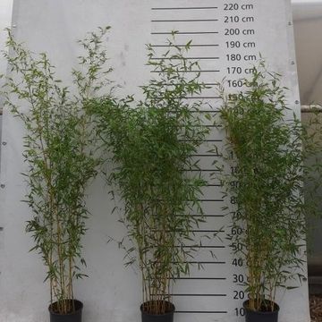 Phyllostachys aureosulcata 'Aureocaulis'