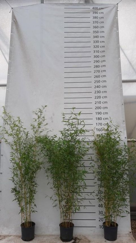 Phyllostachys aureosulcata 'Aureocaulis'