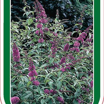 Buddleja davidii 'Нано Пепл'