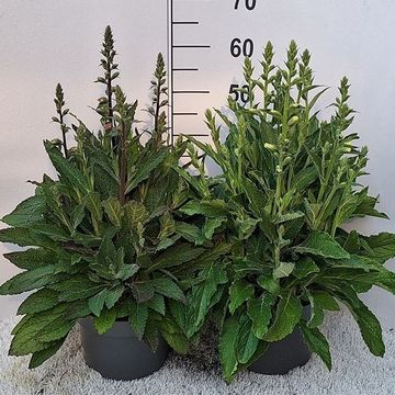 Digitalis purpurea MIX