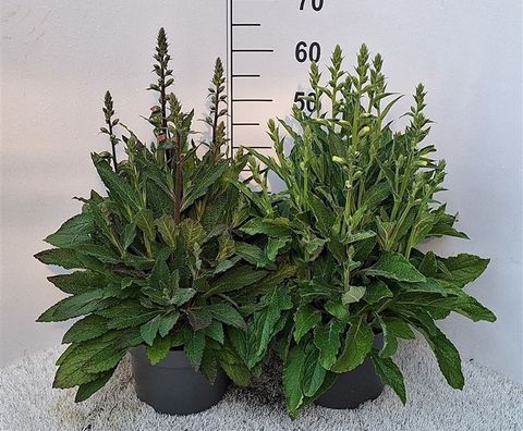 Digitalis purpurea MIX