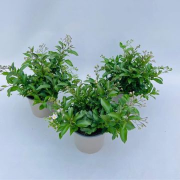 Solanum jasminoides 'Lillirom'