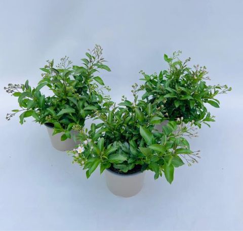 Solanum jasminoides 'Lillirom'