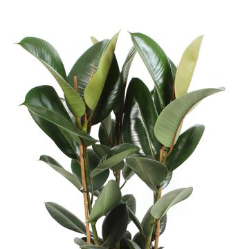 Ficus elastica 'Robusta'