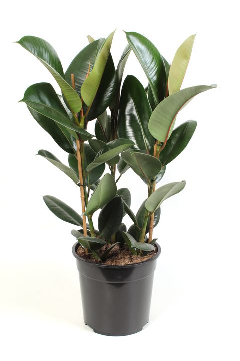 Ficus elastica 'Robusta'