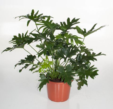 Filodendro bipinnatifidum 'Cum Laude'