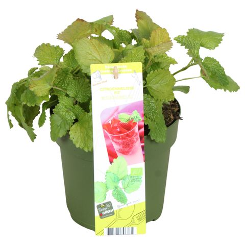 Melissa officinalis 'Fit'