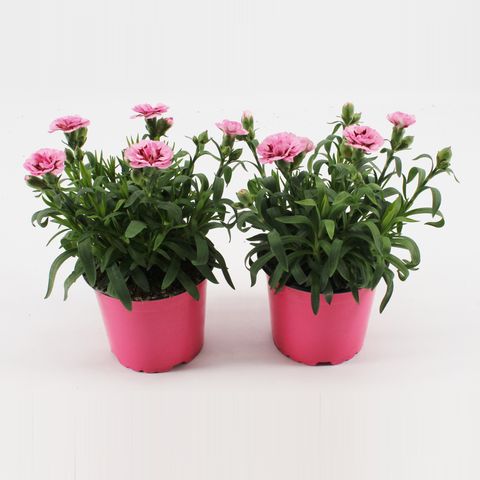 Dianthus OSCAR PINK AND PURPLE