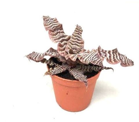 Cryptanthus zonatus