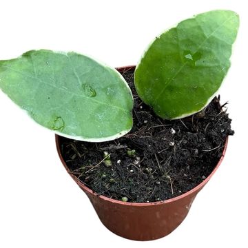 Hoya verticillata 'Panglay Variegata'