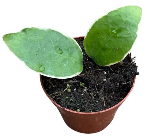 Hoya verticillata 'Panglay Variegata'