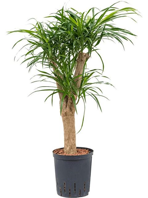 Dracaena reflexa 'Anita'