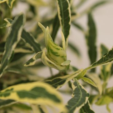 Gardenia jasminoides GOLDEN CROWN