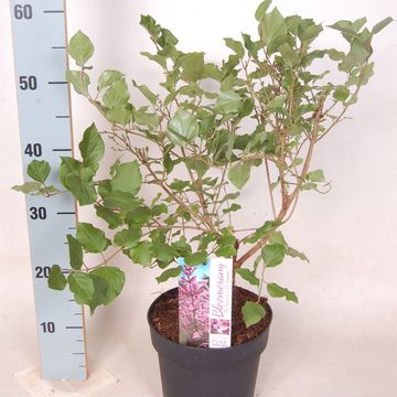 Syringa BLOOMERANG PINK PERFUME