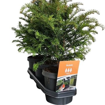 Taxus baccata