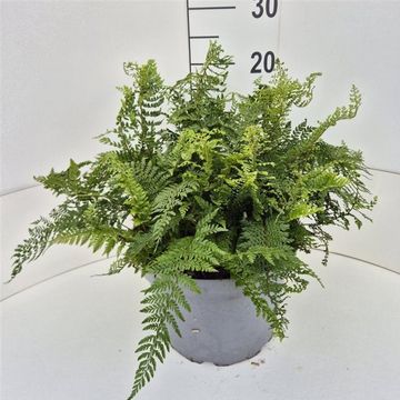 Polystichum setiferum 'Herrenhausen'