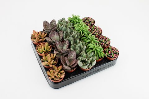 Succulente MIX