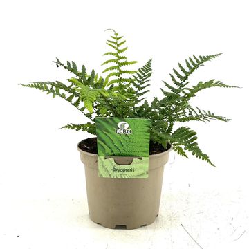 Dryopteris affinis