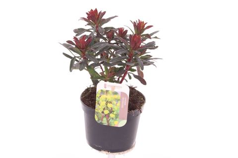 Euphorbia amygdaloides 'Purpurea'