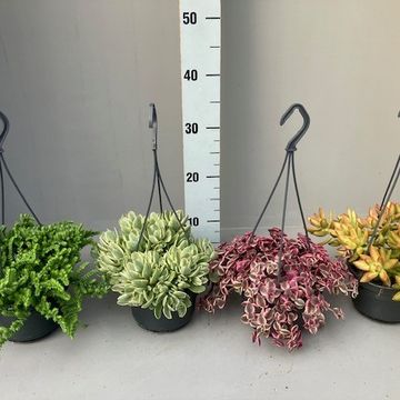 Succulents MIX