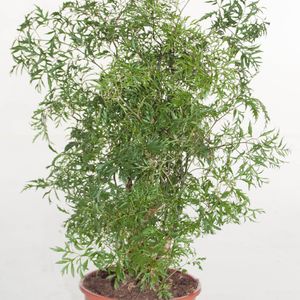 ÐаÑÑинки по запÑоÑÑ Polyscias fruticosa