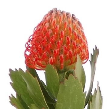 Leucospermum 'Ayoba Red'