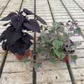 Ipomoea batatas MIX