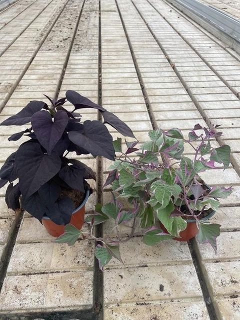 Ipomoea batatas MIX