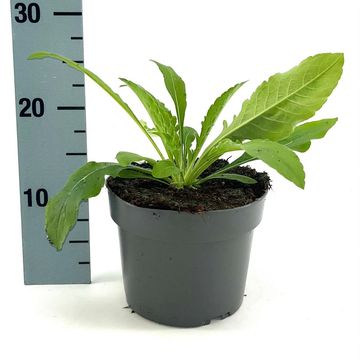 Knautia macedonica 'Melton Pastels'