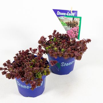 Sedum spurium 'Coccineum'
