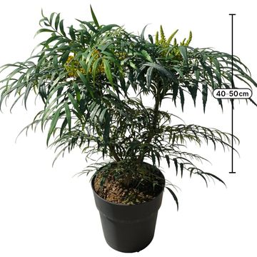 Mahonia VOLCANO