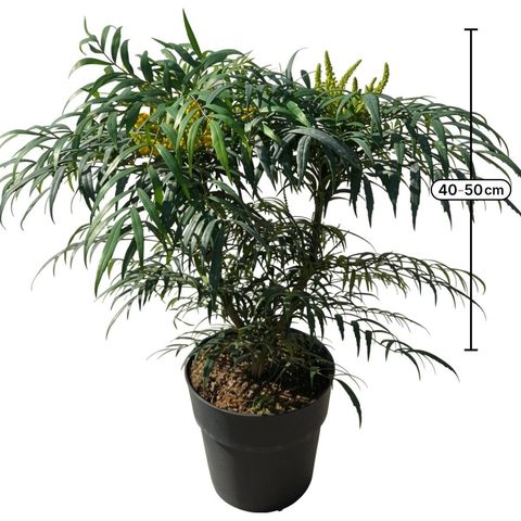 Mahonia VOLCANO