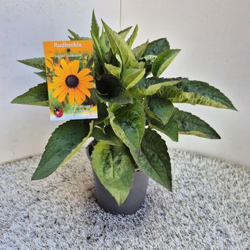 Rudbeckia fulgida 'Goldsturm'