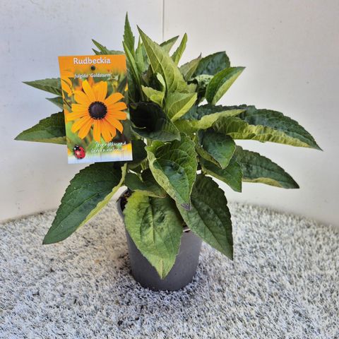 Rudbeckia fulgida 'Goldsturm'