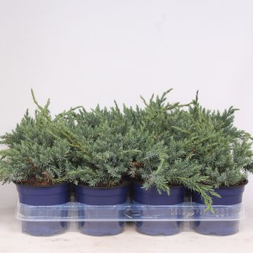 Juniperus squamata 'Blue Carpet'