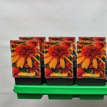 Echinacea purpurea 'Irresistible'