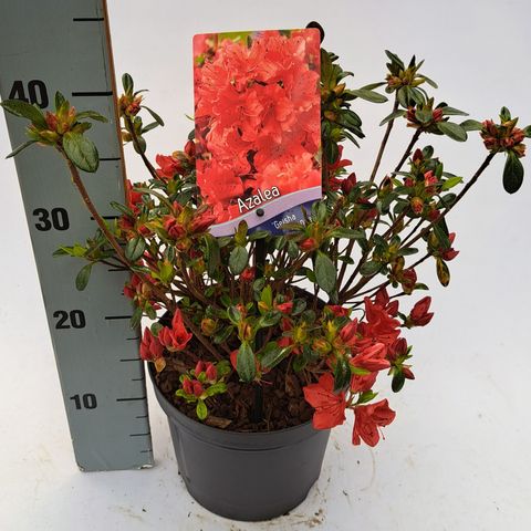 Rhododendron GEISHA ORANGE (AJ)