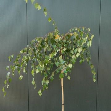 Betula pendula 'Youngii'